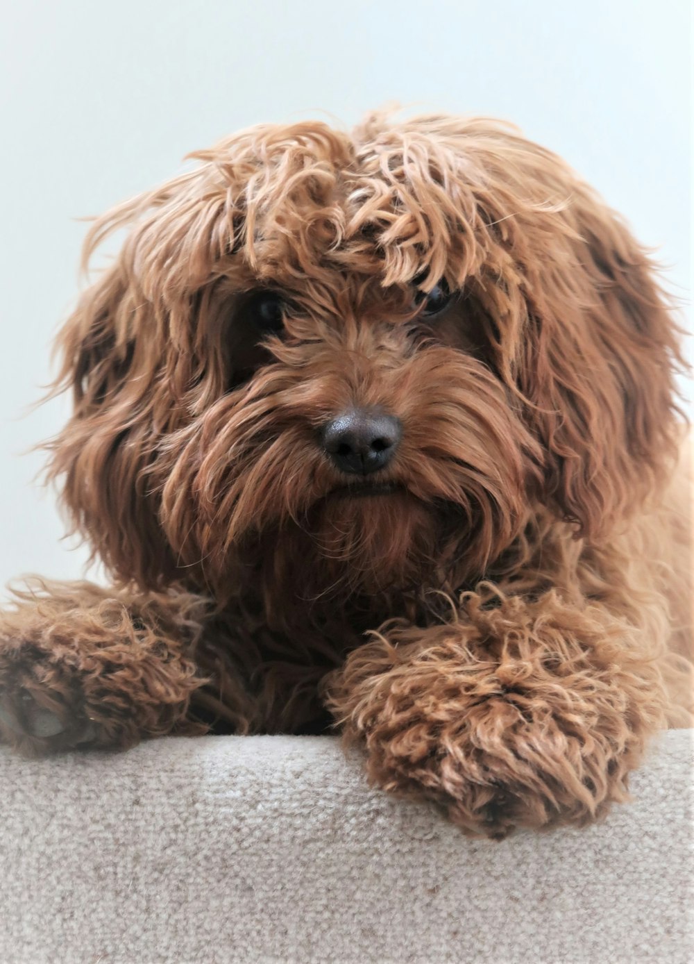 brown long coated small dog