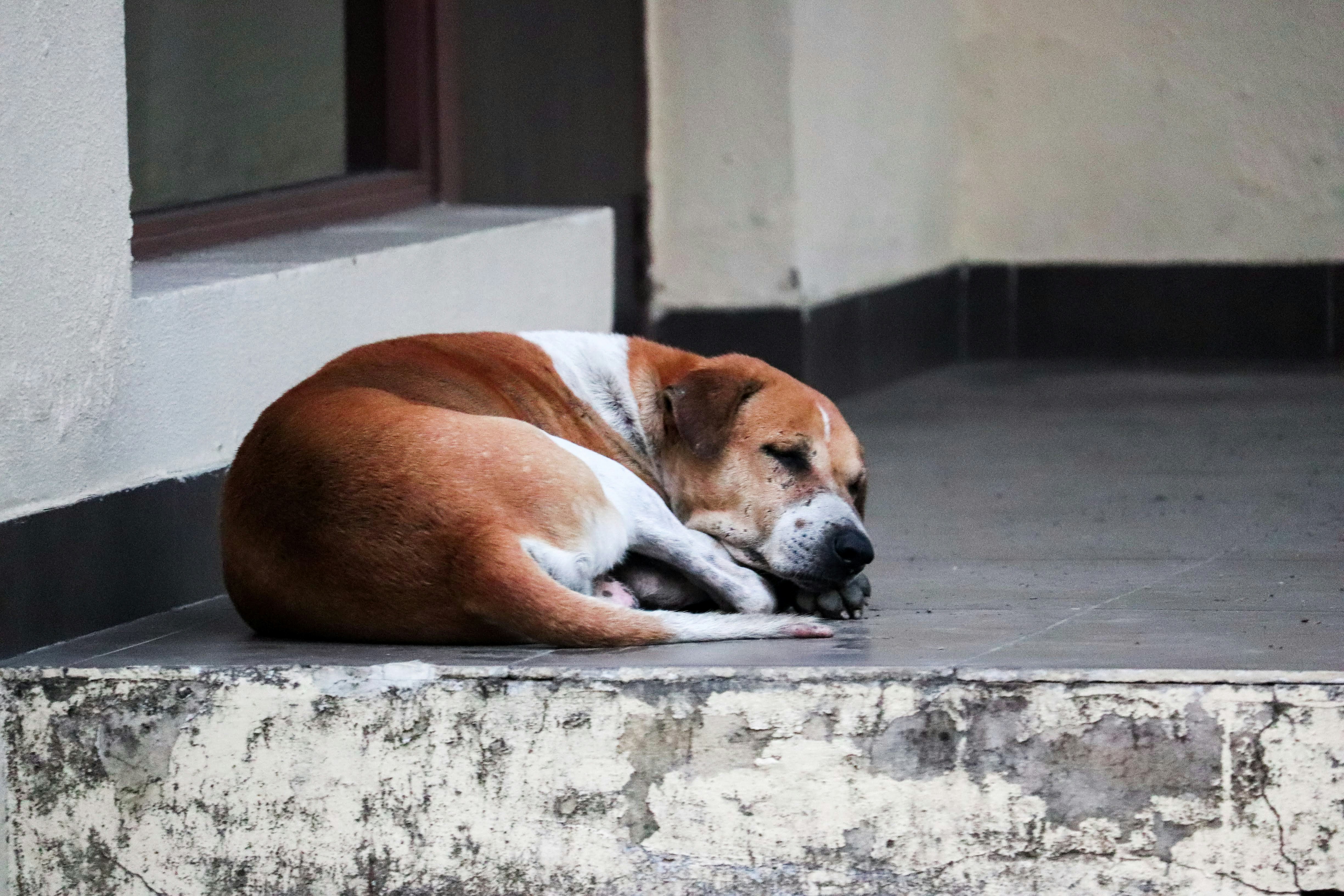 Що станеться, якщо Dogecoin вийде з цього масивного накопичення Вайкоффа?