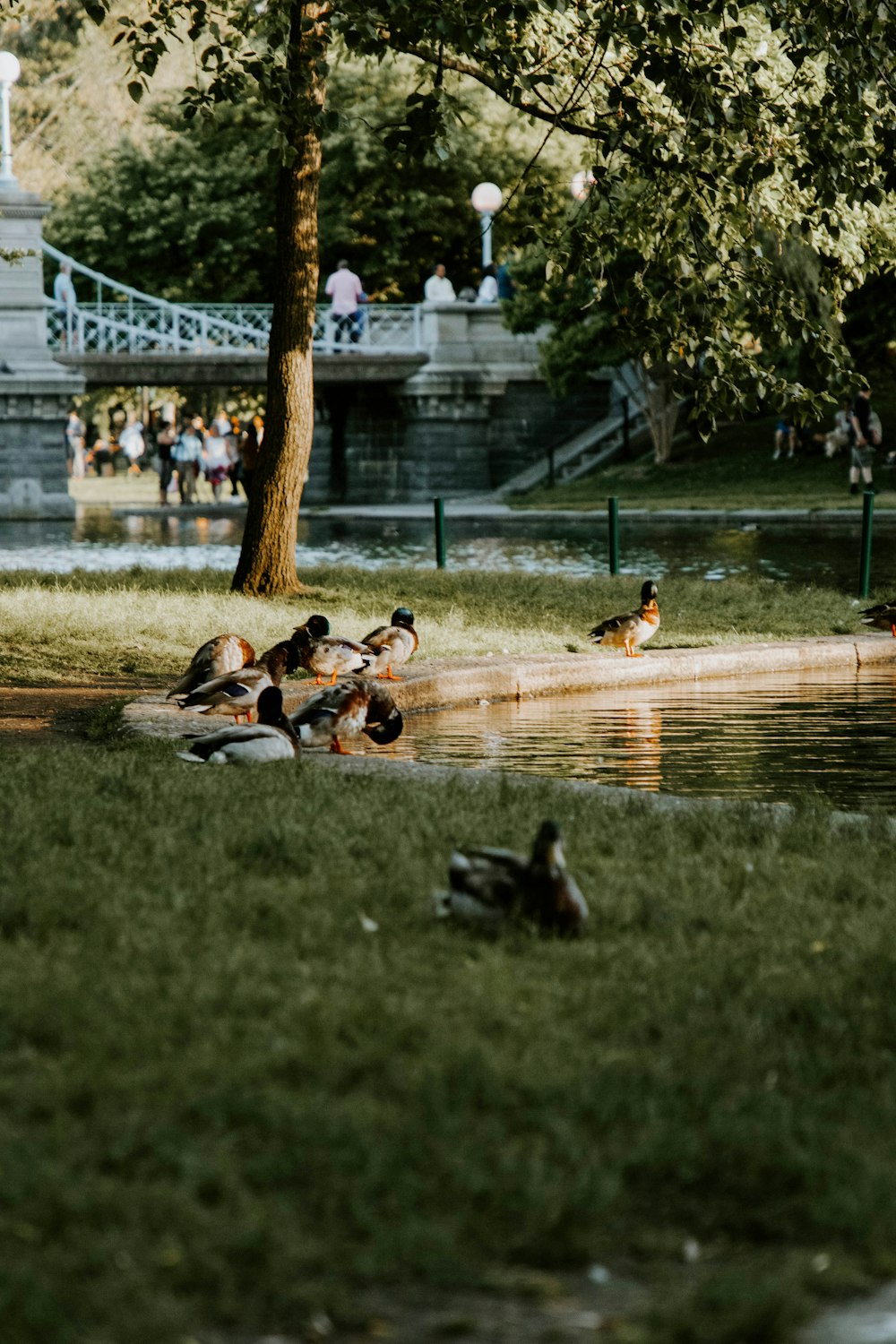 flock of ducks on green grass field during daytime