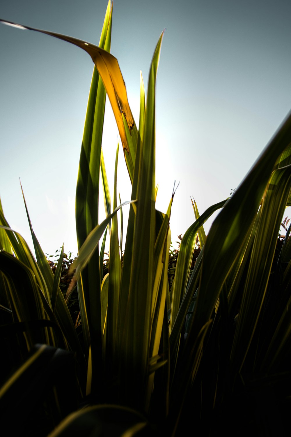 green leaf plant under blue sky during daytime