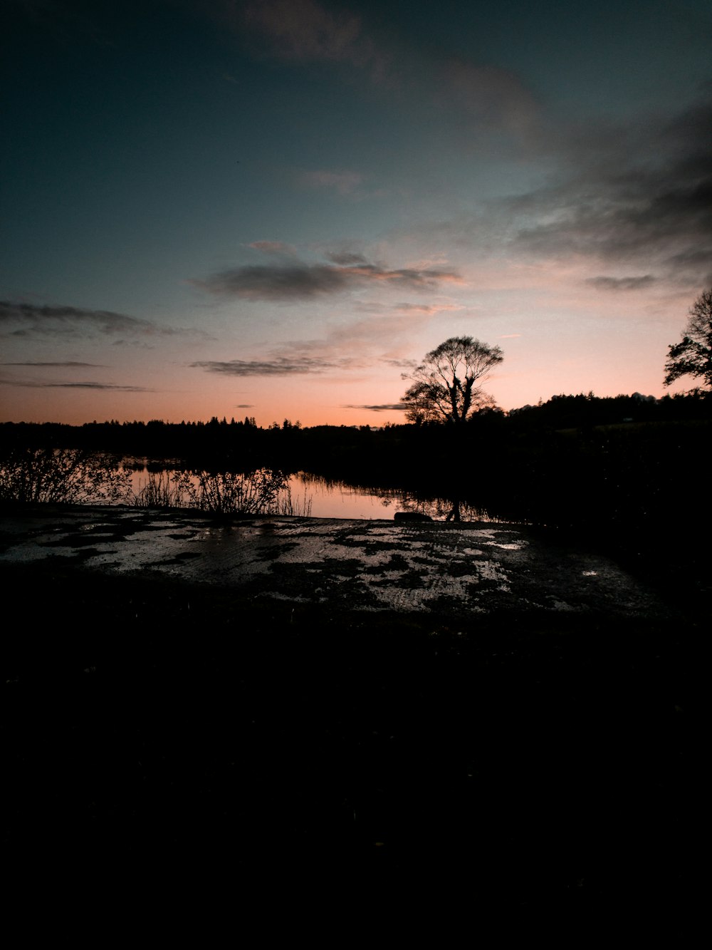 silhouette of trees near body of water during sunset