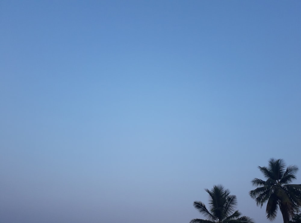 green palm tree under blue sky during daytime