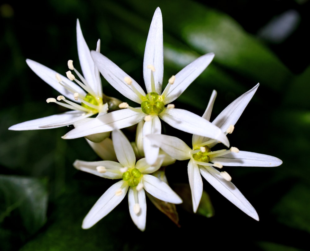 Weiße und gelbe Blume in Makrolinse