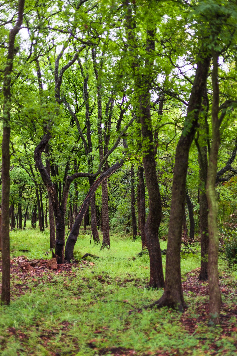 green trees on green grass field during daytime