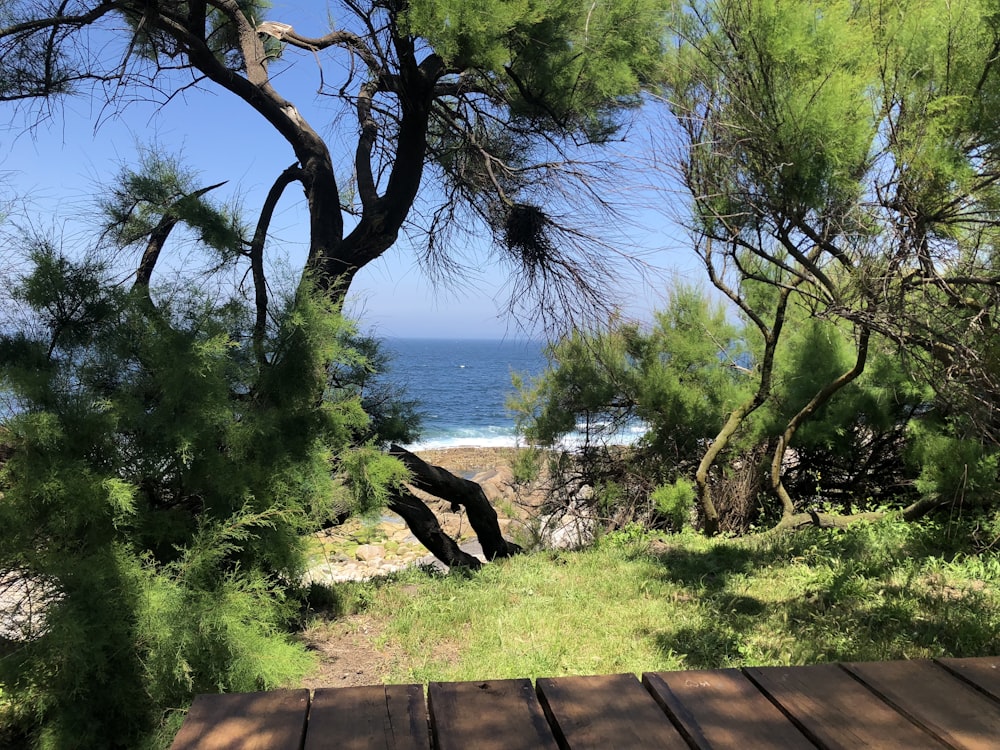 green trees near body of water during daytime