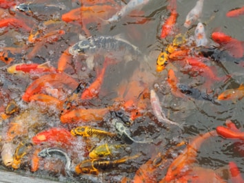 A group of colorful koi fish swim actively in a pond. The fish display a mix of orange, red, white, and black patterns. Some are clustered closely together, creating a vibrant, bustling scene at the water's surface. Ripples and bubbles are visible in the water, adding texture to the scene.