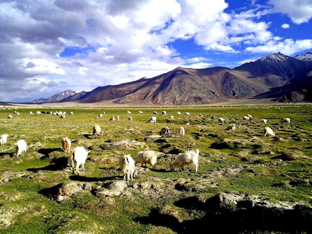 herd of white sheep on green grass field during daytime