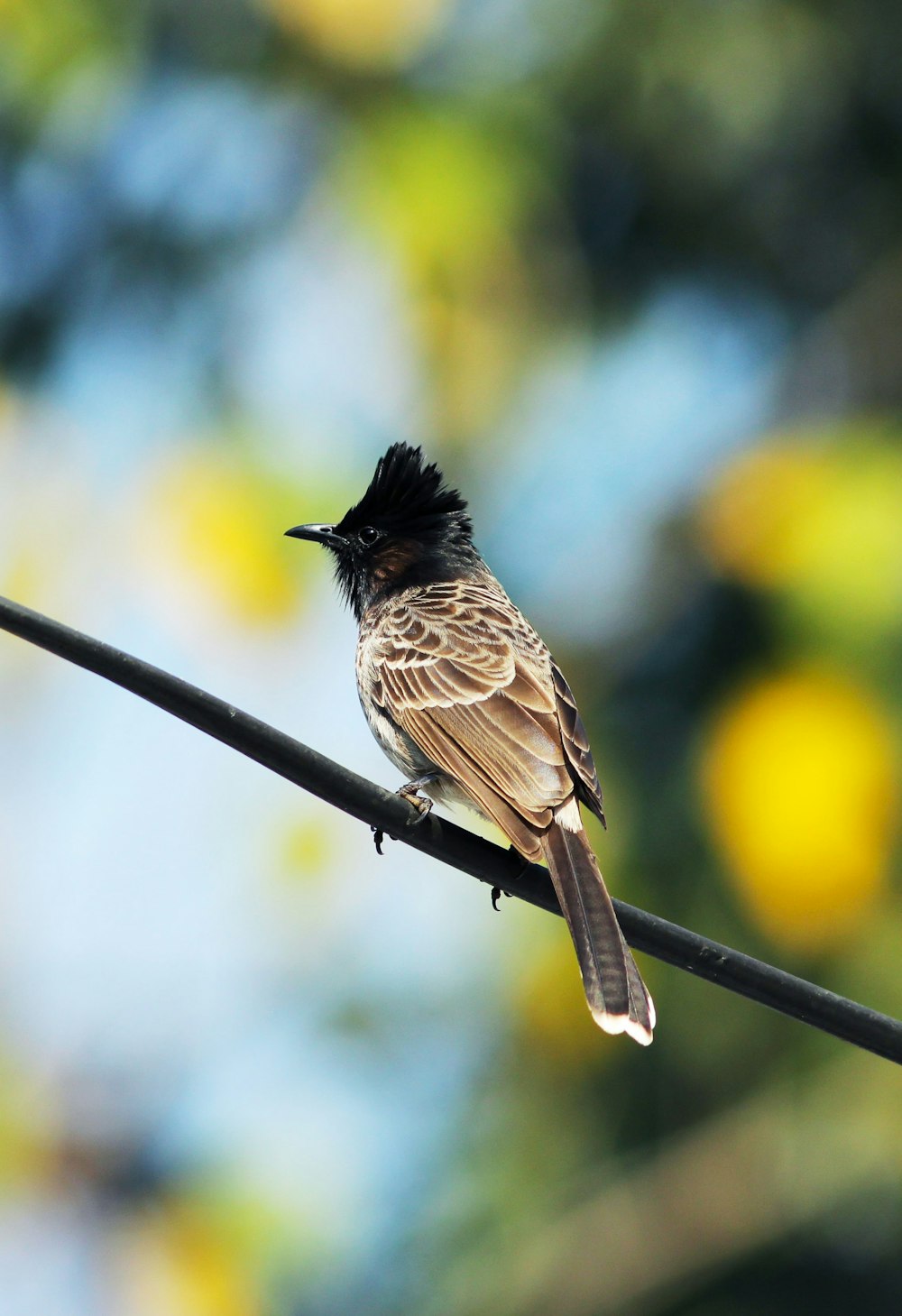 black and brown bird on brown wooden stick during daytime