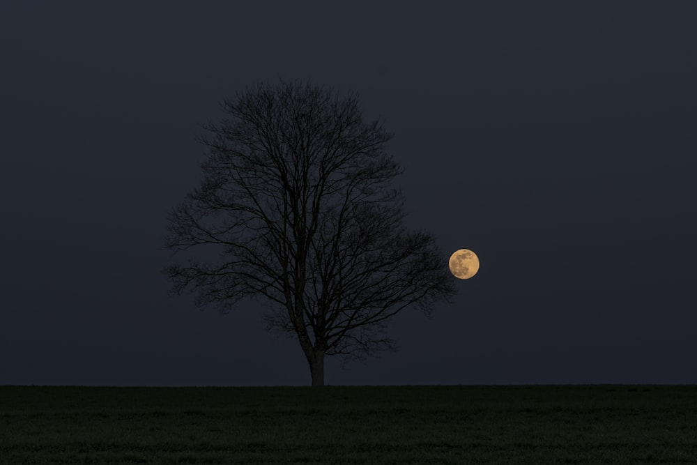 full moon over leafless tree