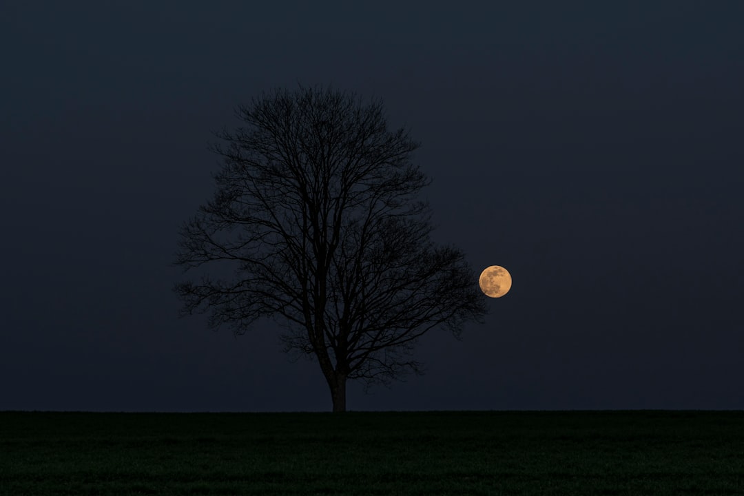 full moon over leafless tree