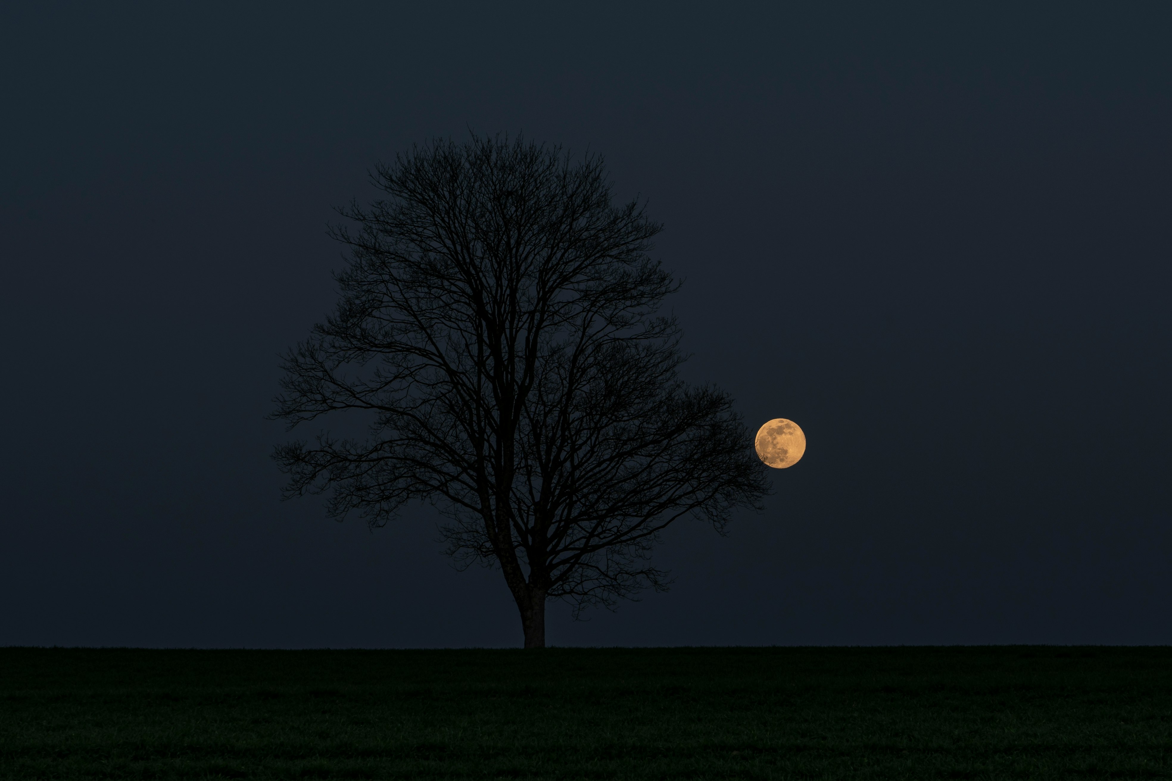 full moon over leafless tree