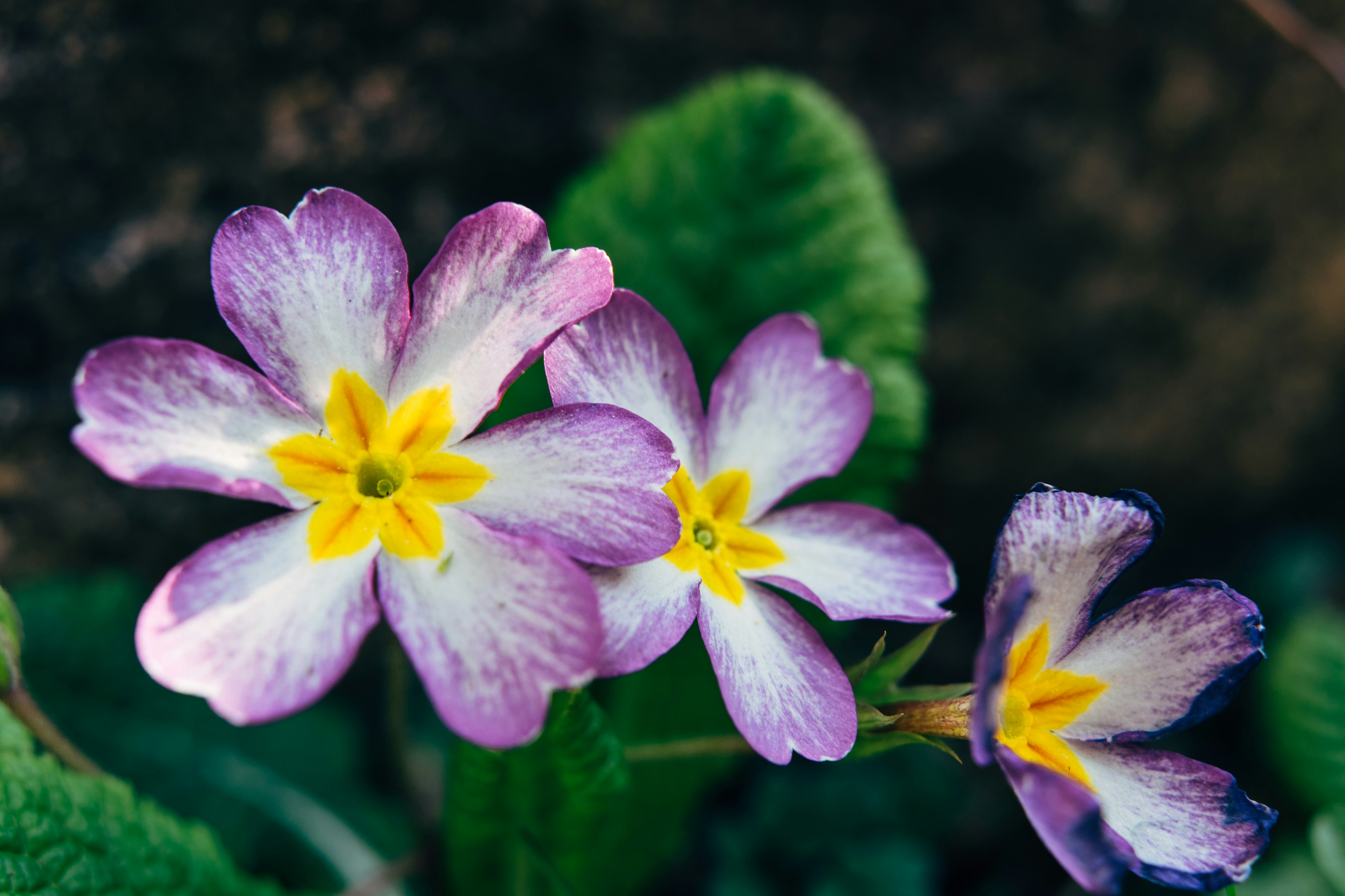 Photo by markuswinkler