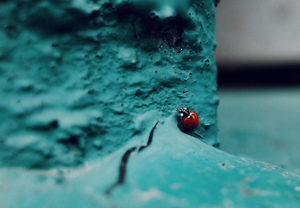 red and black ladybug on pink textile