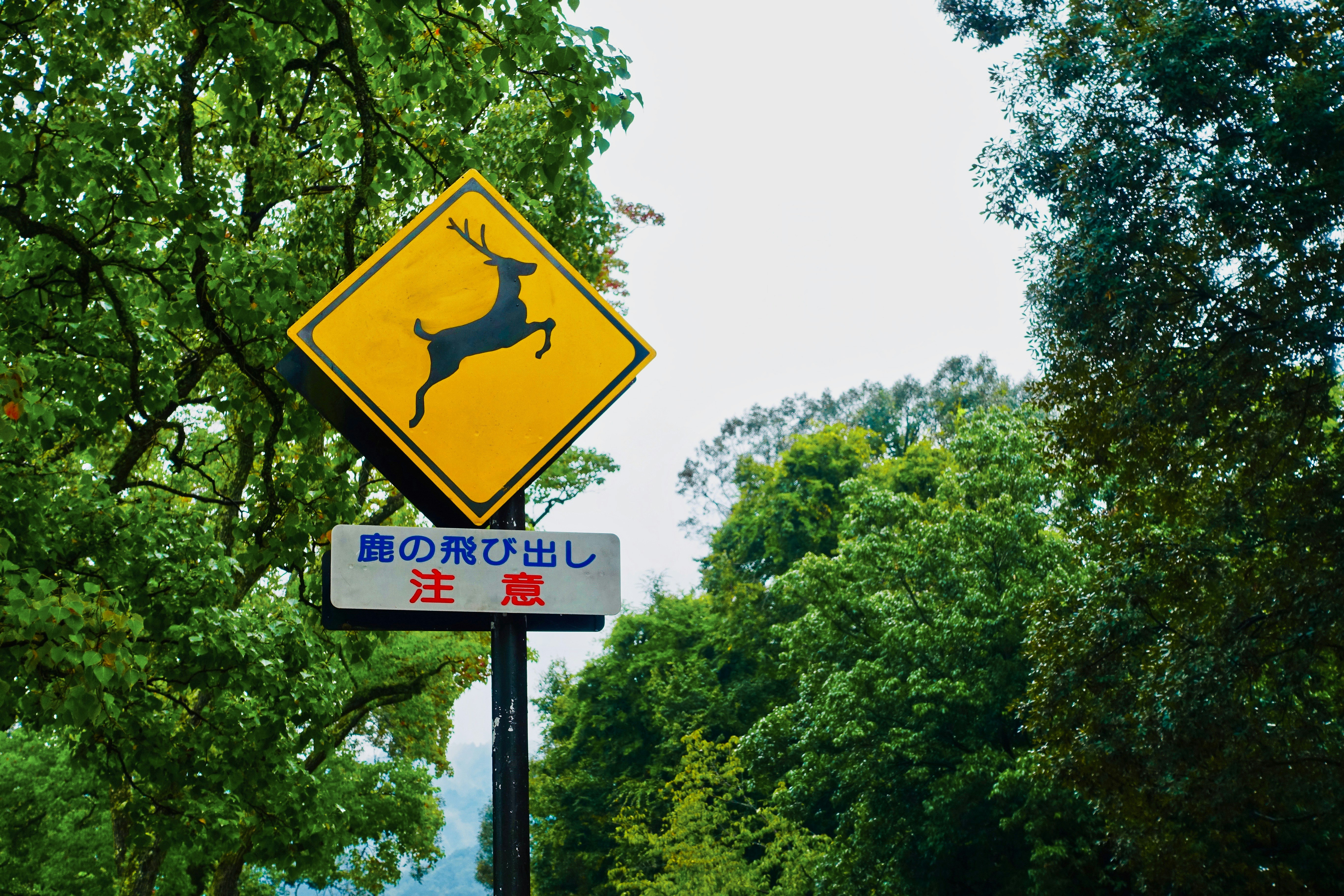 yellow and black street sign