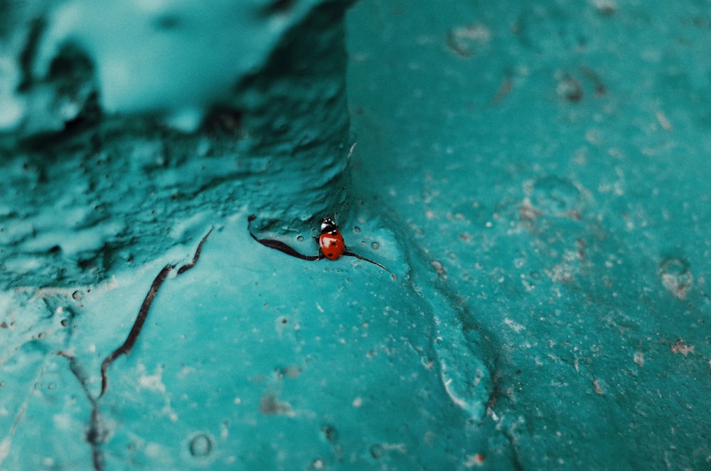 Roter und schwarzer Marienkäfer auf blauer Betonwand