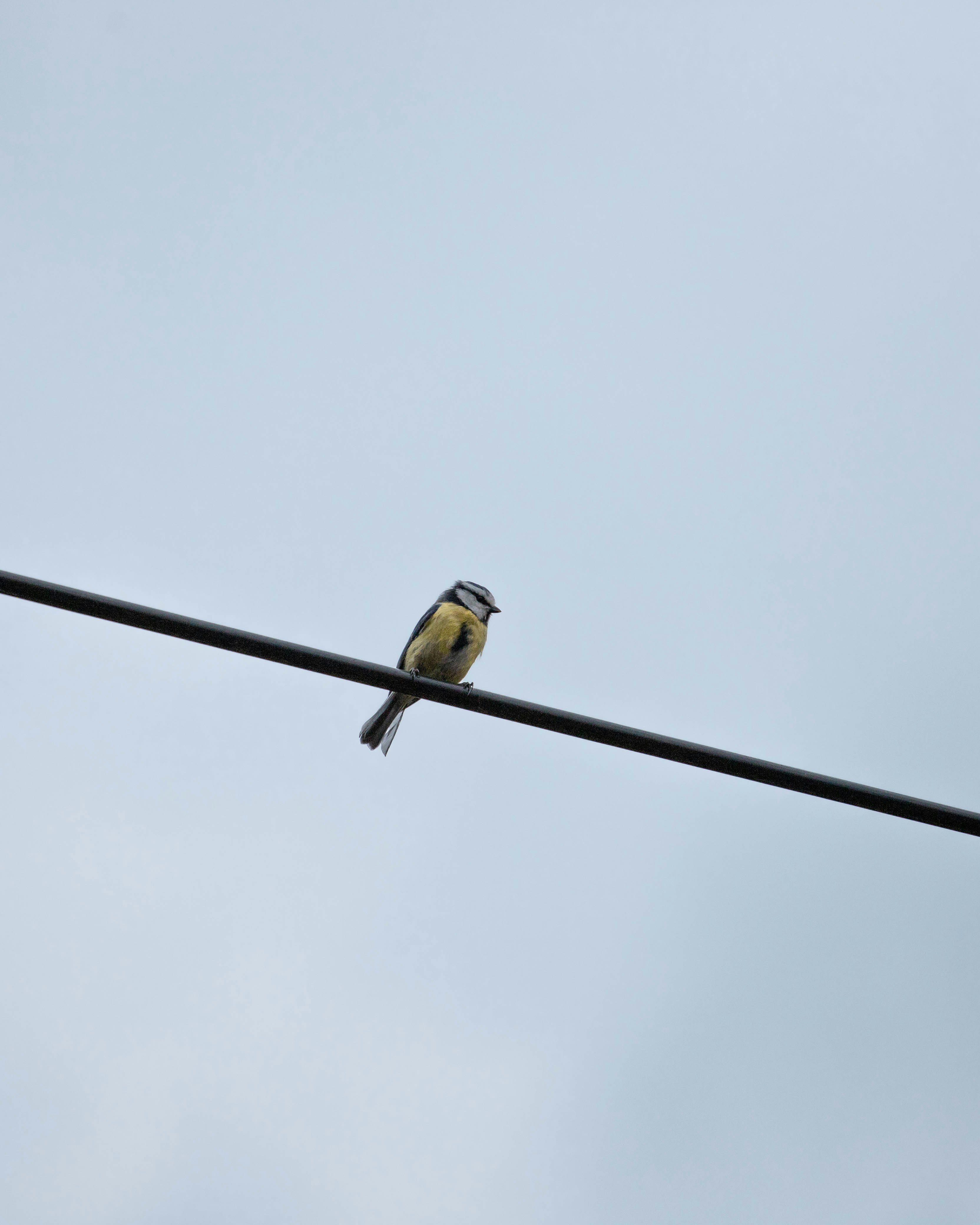 Photo by niklas_hamann