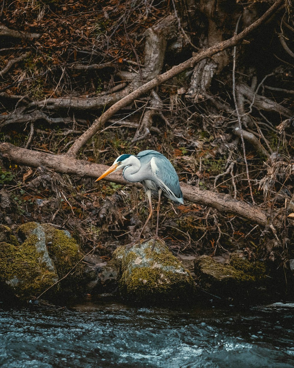 white bird on brown tree branch