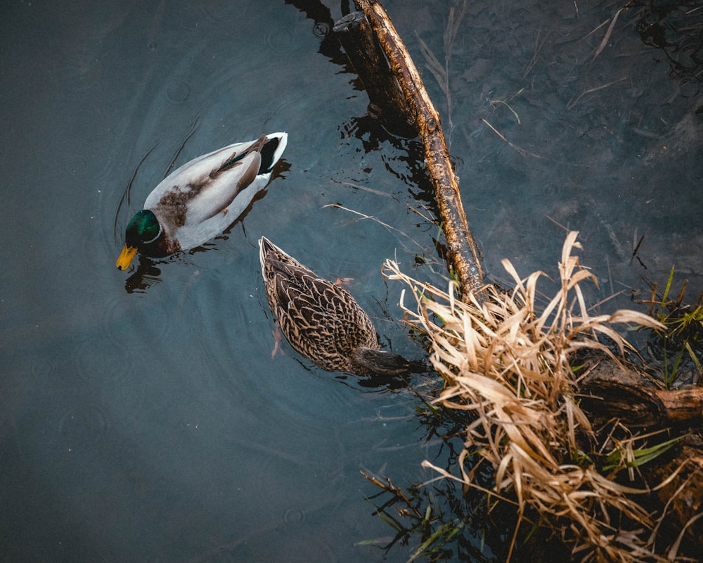 brown and white duck on water