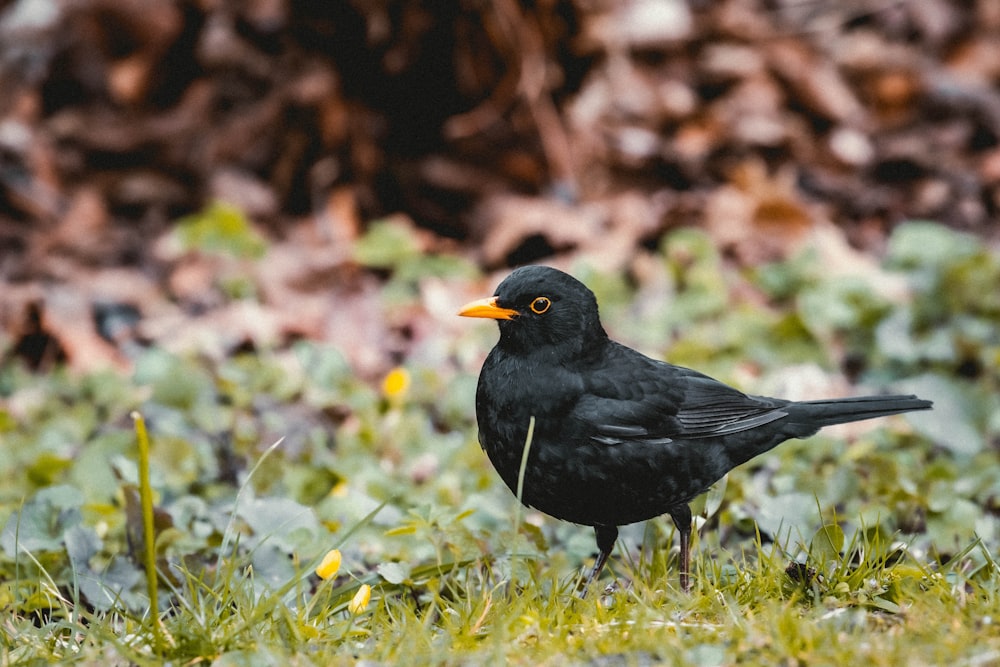 pássaro preto na grama verde durante o dia