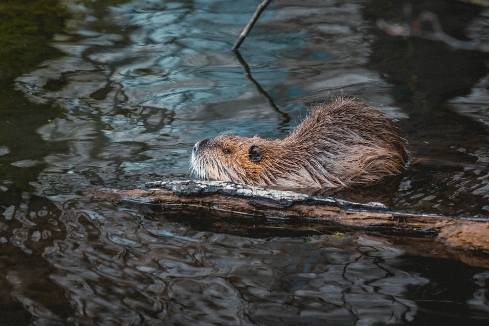 水中の茶色と白の動物