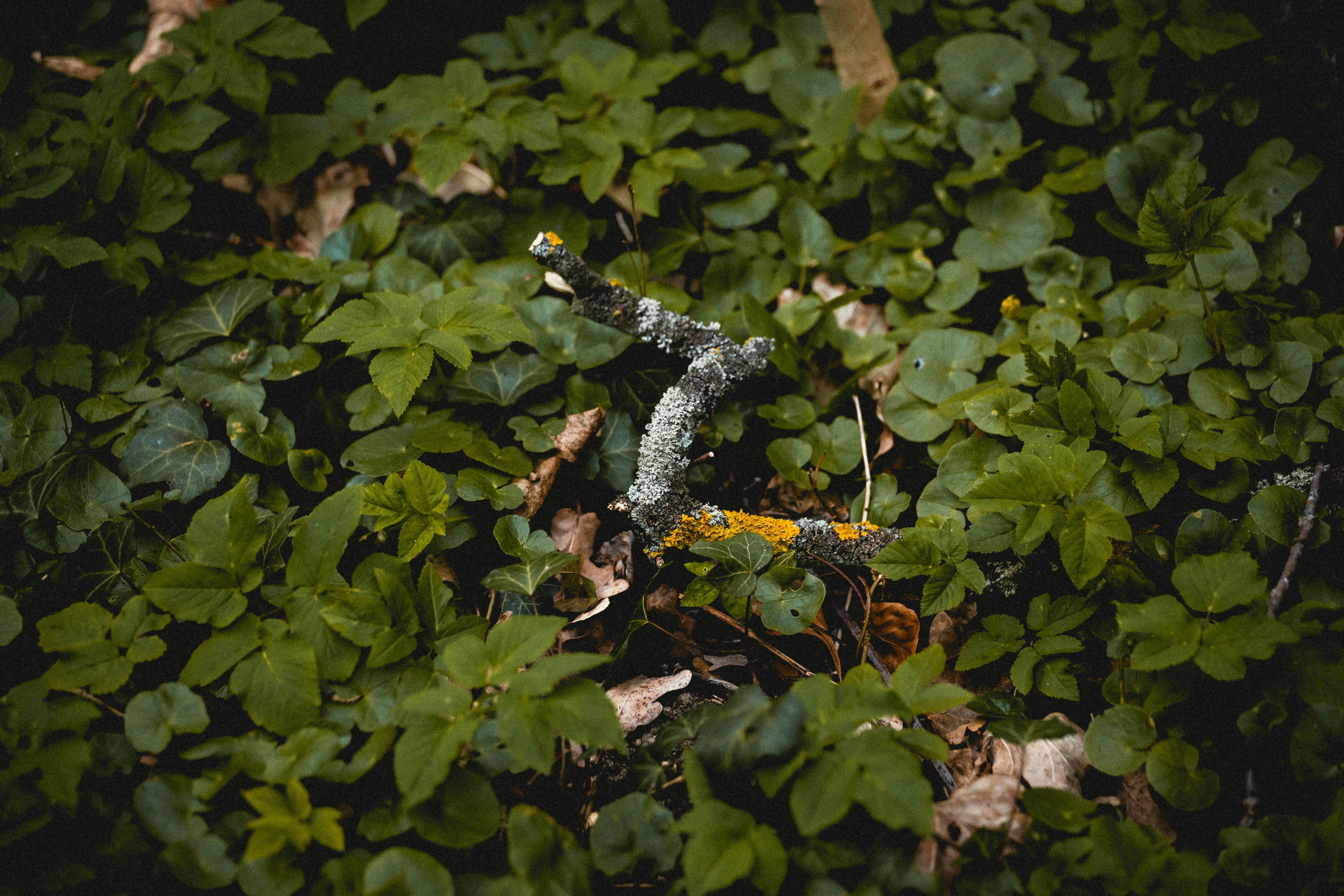 Photo by niklas_hamann