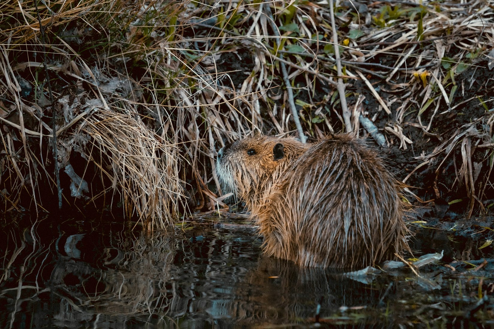 Releasing Beaver on the Fall River in Idaho, 5-Miles from Yellowstone Park