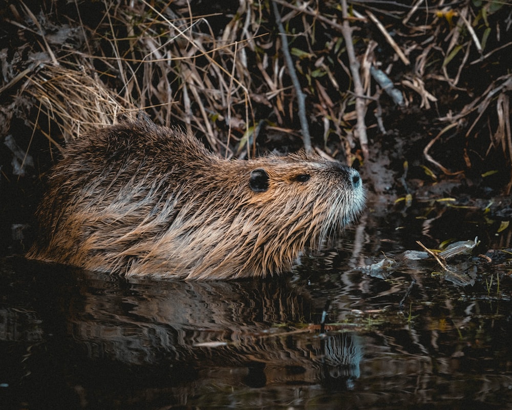 brown rodent on body of water