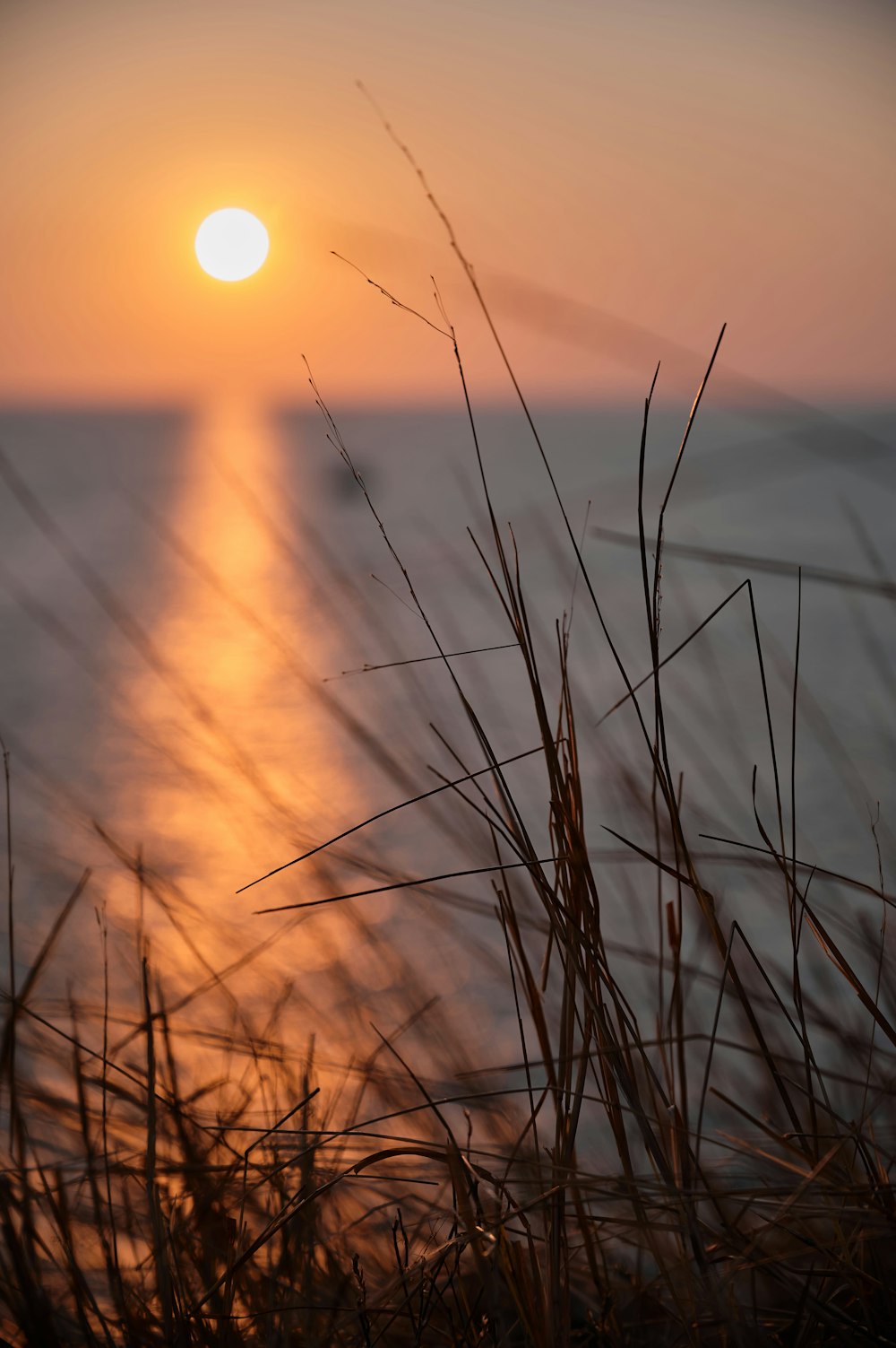 brown grass during golden hour