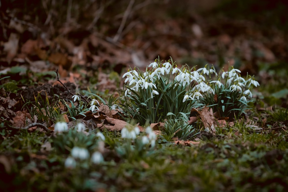 green plant on brown soil