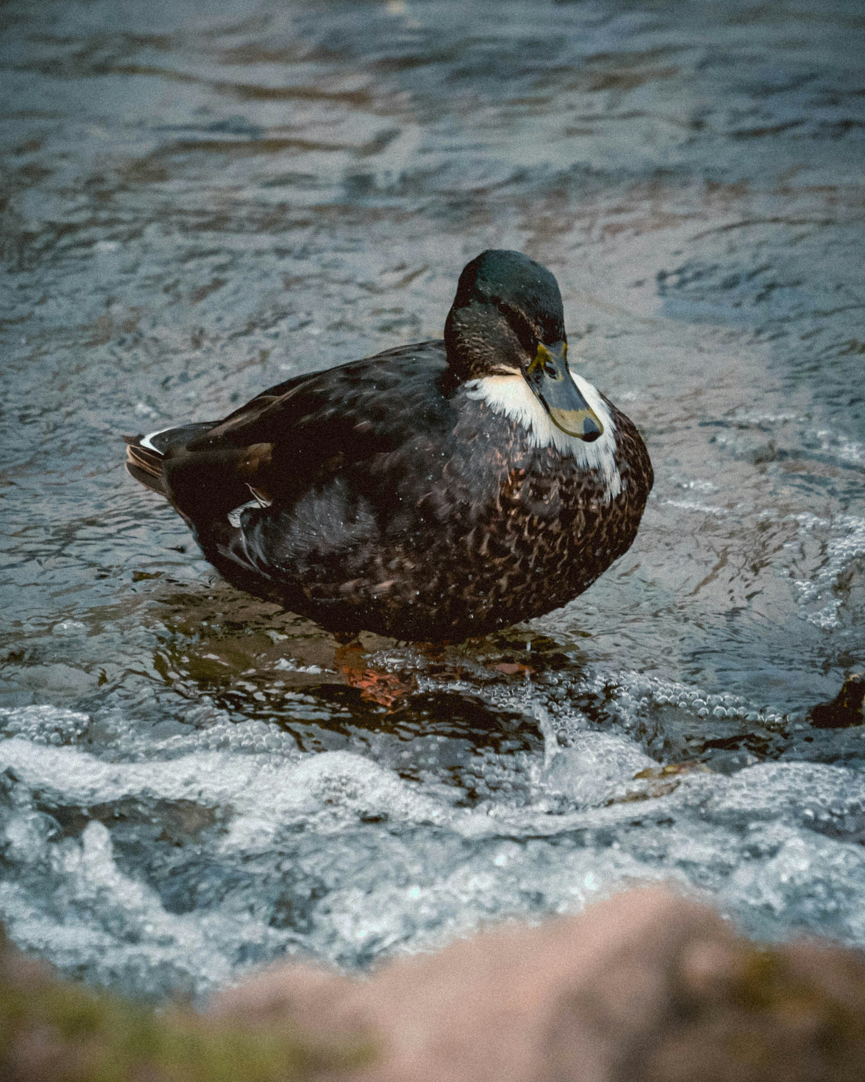 Schwarz-weiße Ente auf dem Wasser