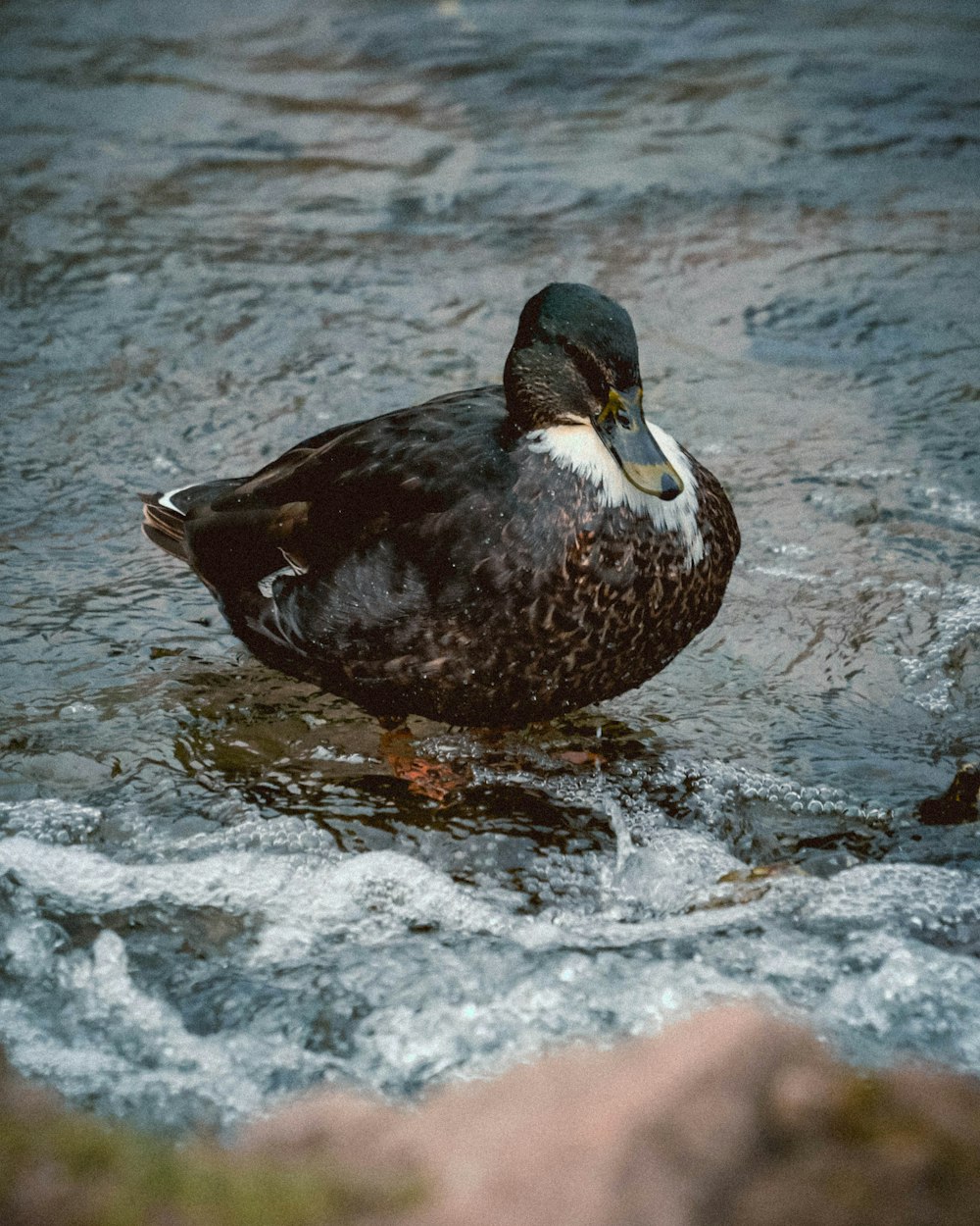 pato preto e branco na água