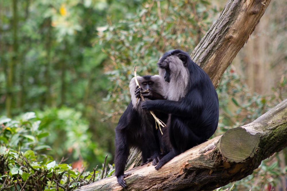 black monkey on brown tree branch during daytime