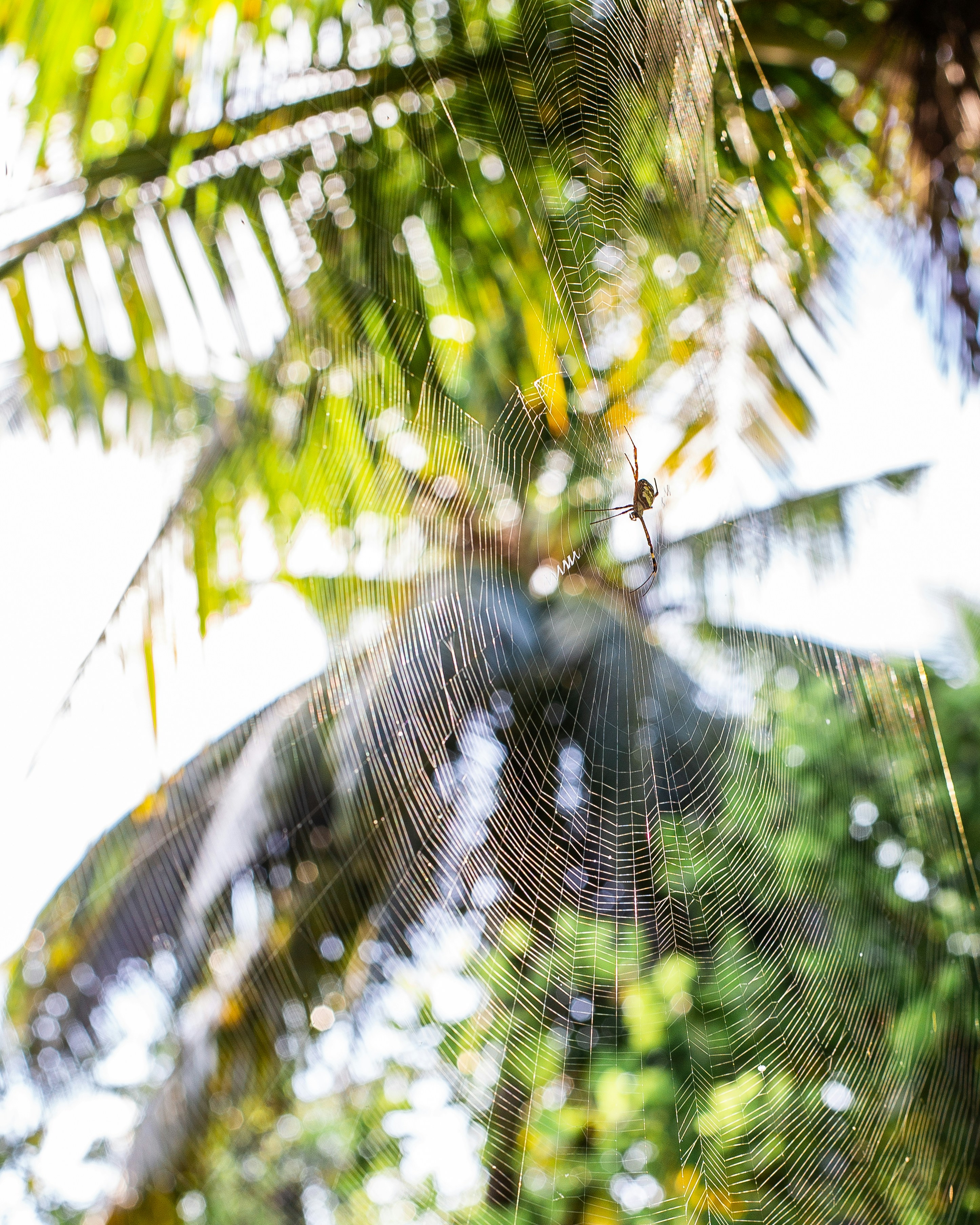 Spinnennetz auf grünem Blattbaum tagsüber