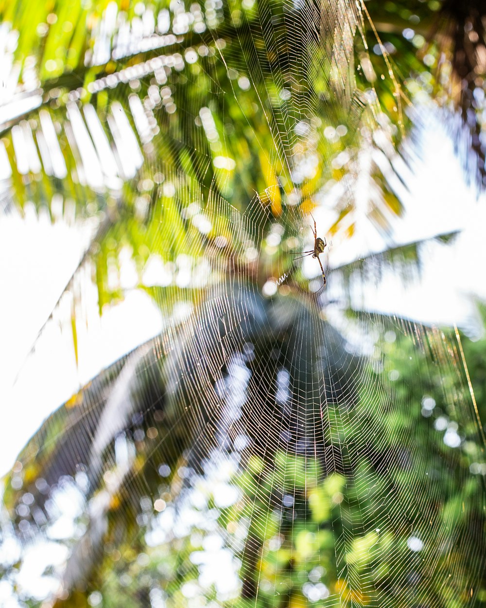 spider web on green leaf tree during daytime