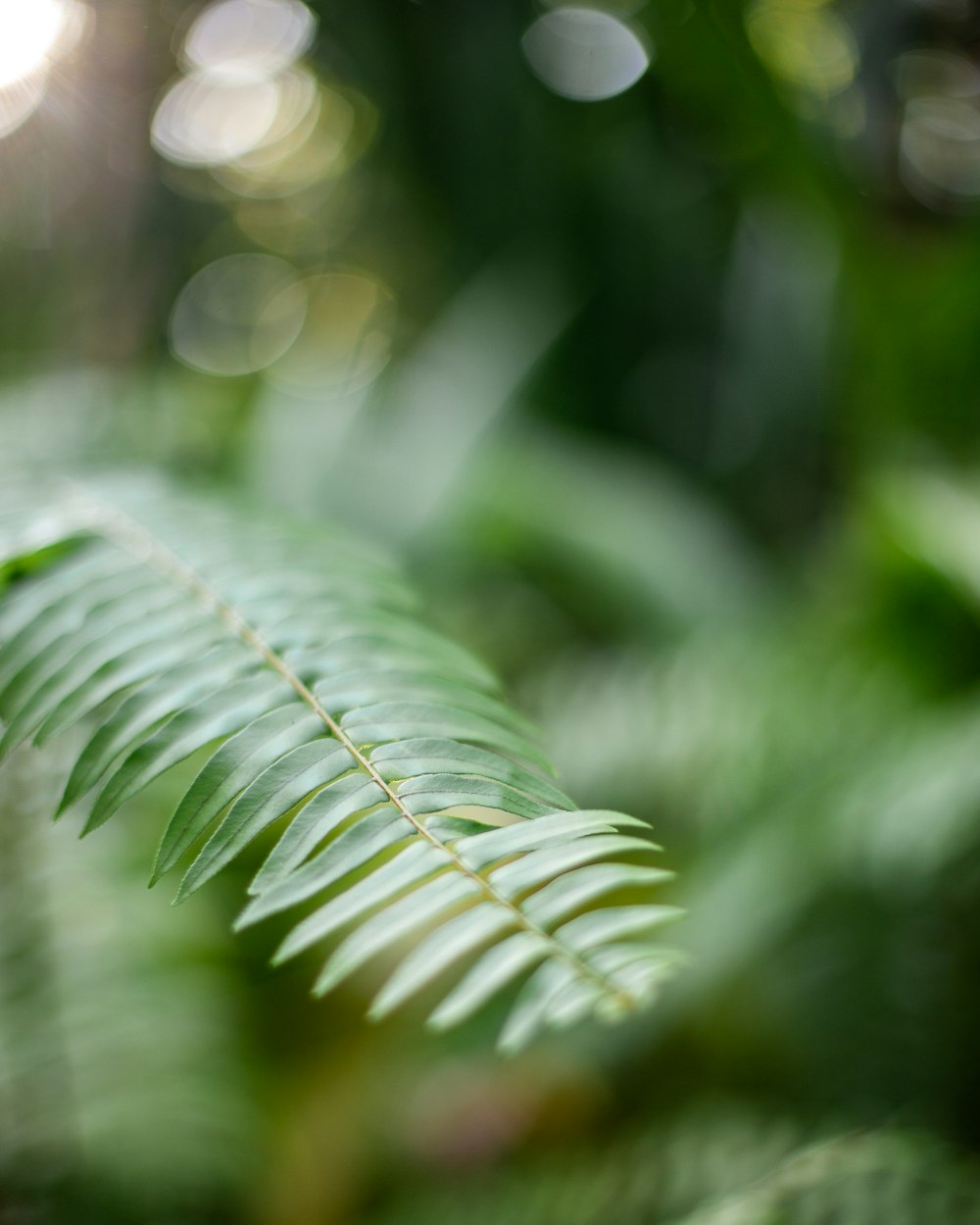 green leaf in macro photography