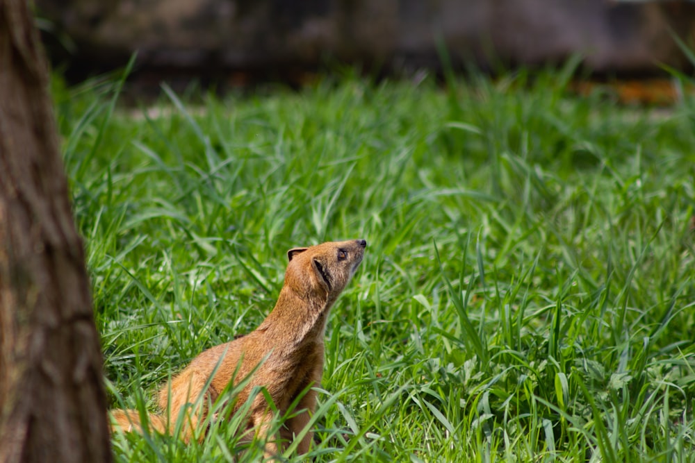 brown short haired animal on green grass during daytime