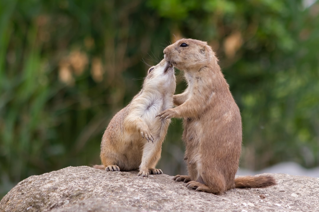 Wildlife photo spot Rotterdam Hoogmade