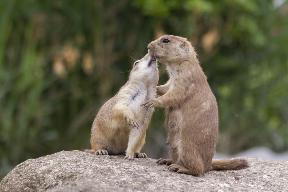 brown rodent on brown rock during daytime