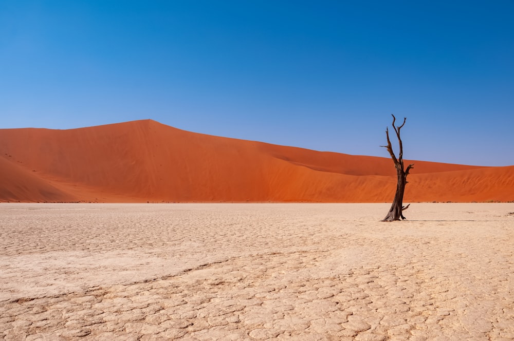 brown bare tree on white sand during daytime