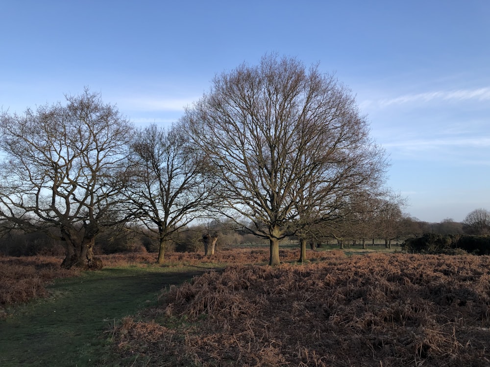 blattloser Baum auf grünem Grasfeld unter blauem Himmel tagsüber