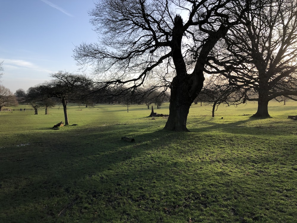 leafless tree on green grass field under blue sky during daytime