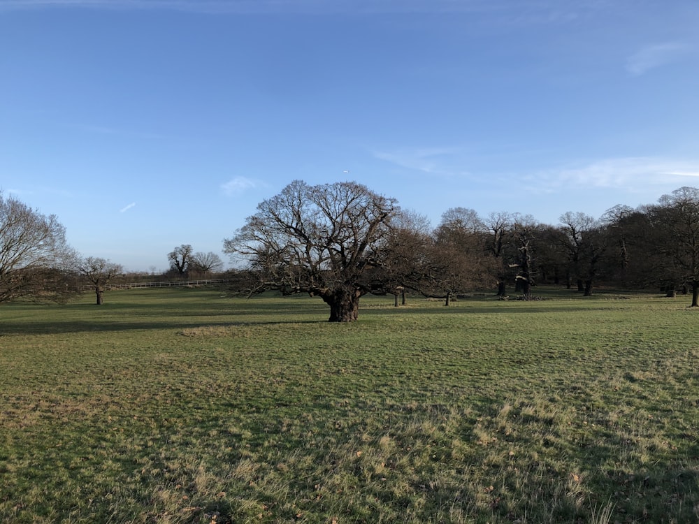 Grünes Grasfeld mit Bäumen unter blauem Himmel tagsüber