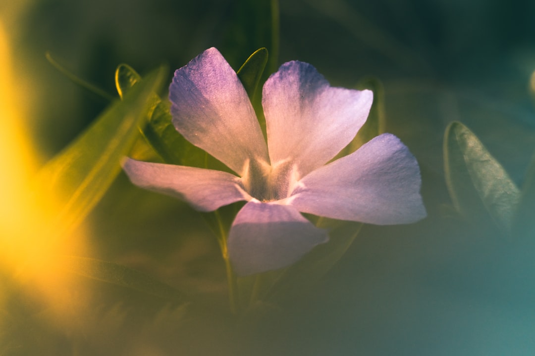 purple flower in macro shot