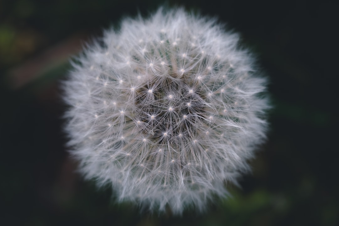 white dandelion in close up photography