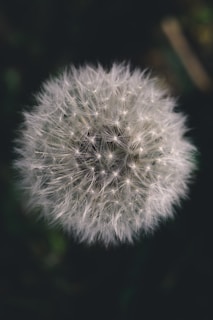 white dandelion in close up photography