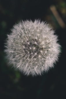 white dandelion in close up photography