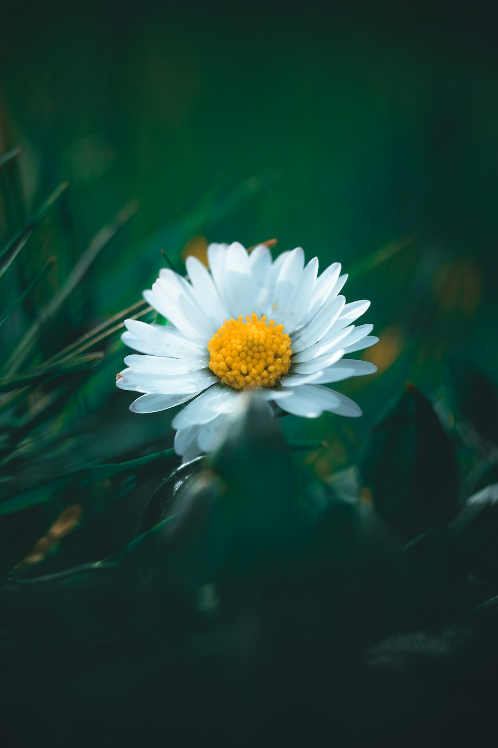 Margarita blanca en flor durante el día