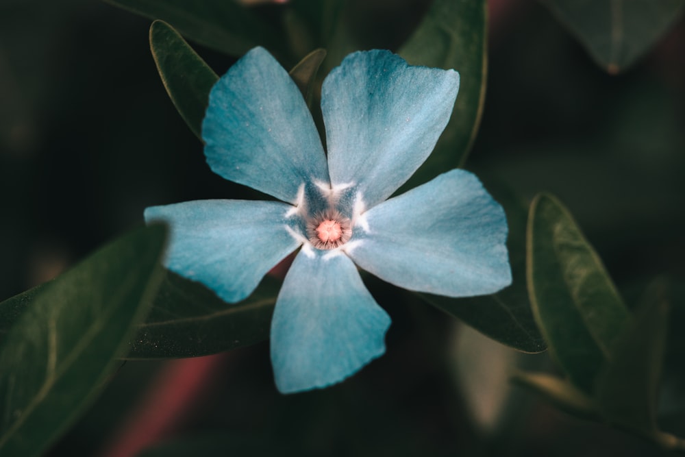 blue flower with green leaves