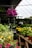 A greenhouse filled with various flowering plants in pots arranged on wooden tables. Bright pink flowers hang from above, while tables are adorned with green foliage and colorful blooms including yellow and pink flowers. The background is softly blurred, suggesting a bright and airy indoor space.