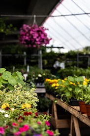 A greenhouse filled with various flowering plants in pots arranged on wooden tables. Bright pink flowers hang from above, while tables are adorned with green foliage and colorful blooms including yellow and pink flowers. The background is softly blurred, suggesting a bright and airy indoor space.